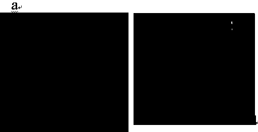 Sinorhizobium meliloti strain and composition and application of sinorhizobium meliloti strain