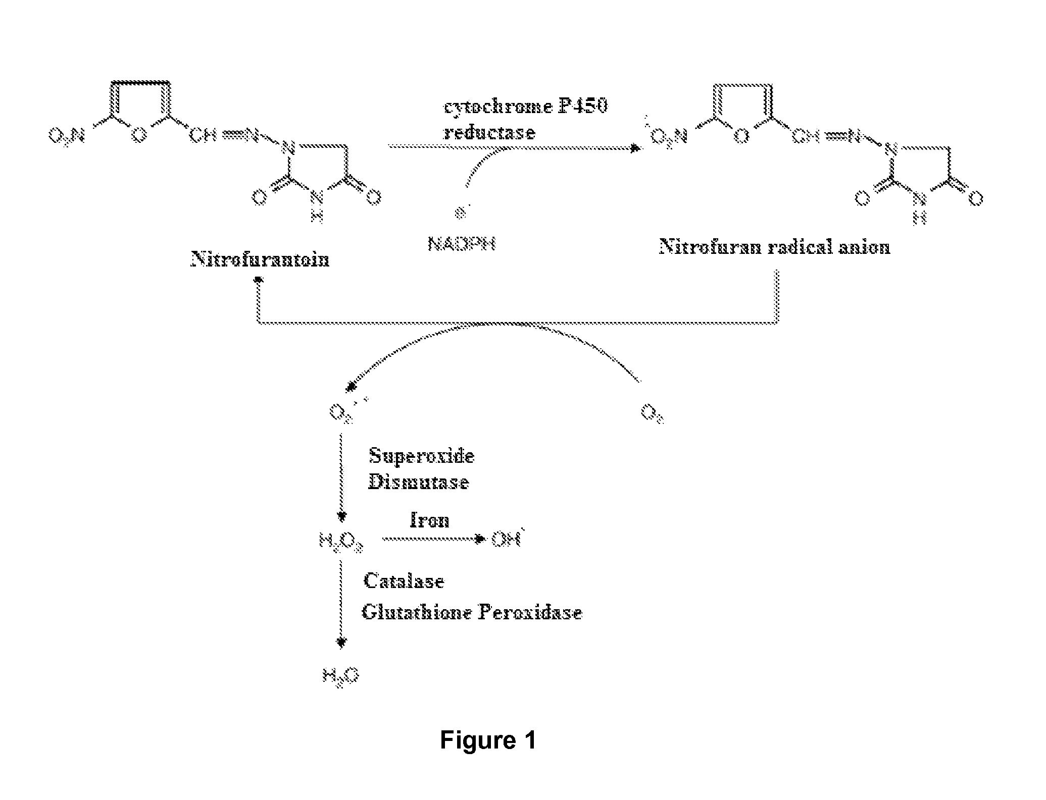 Use of a standardised dry extract of leaves of <i>Buddleja globosa </i>hope, BG-126, for the treatment and prevention of gastrointestinal disorders caused by treatment with nitrofurantoin and other antimicrobials