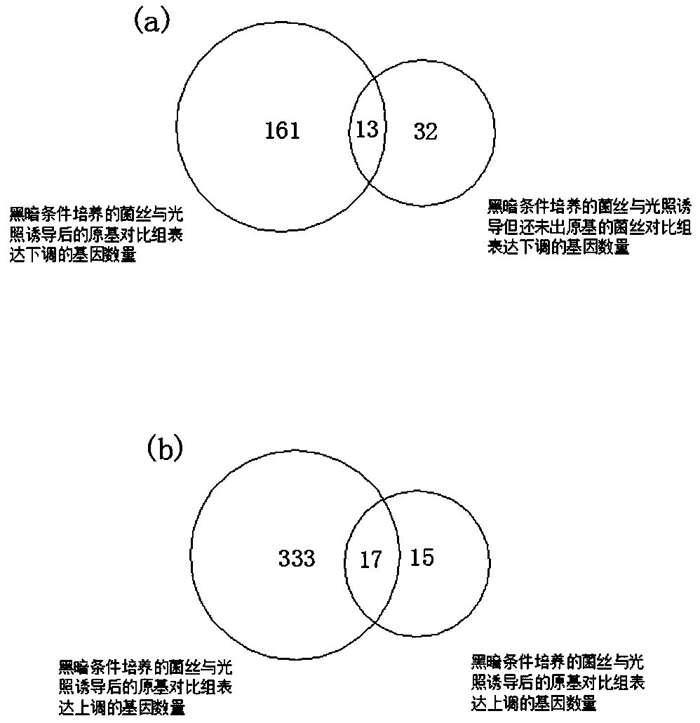 Method for screening functional genes of edible and medicinal fungi by combining ATAC-seq with RNA-seq