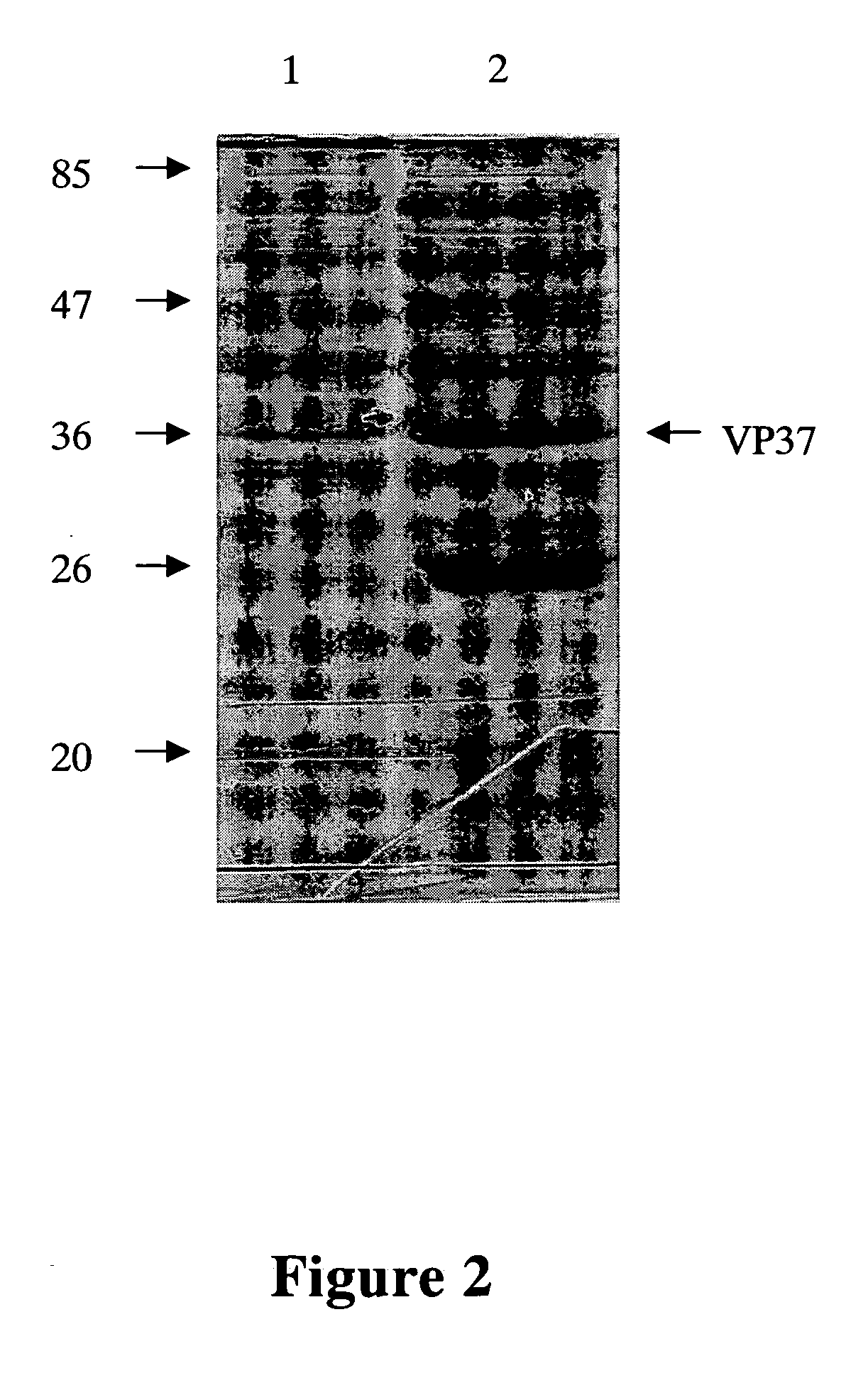 Compositions for reducing virus infection rate in aquatic crustaceans and applications thereof