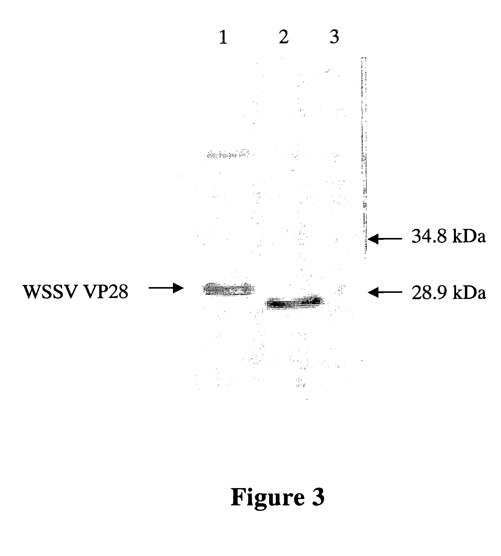 Compositions for reducing virus infection rate in aquatic crustaceans and applications thereof