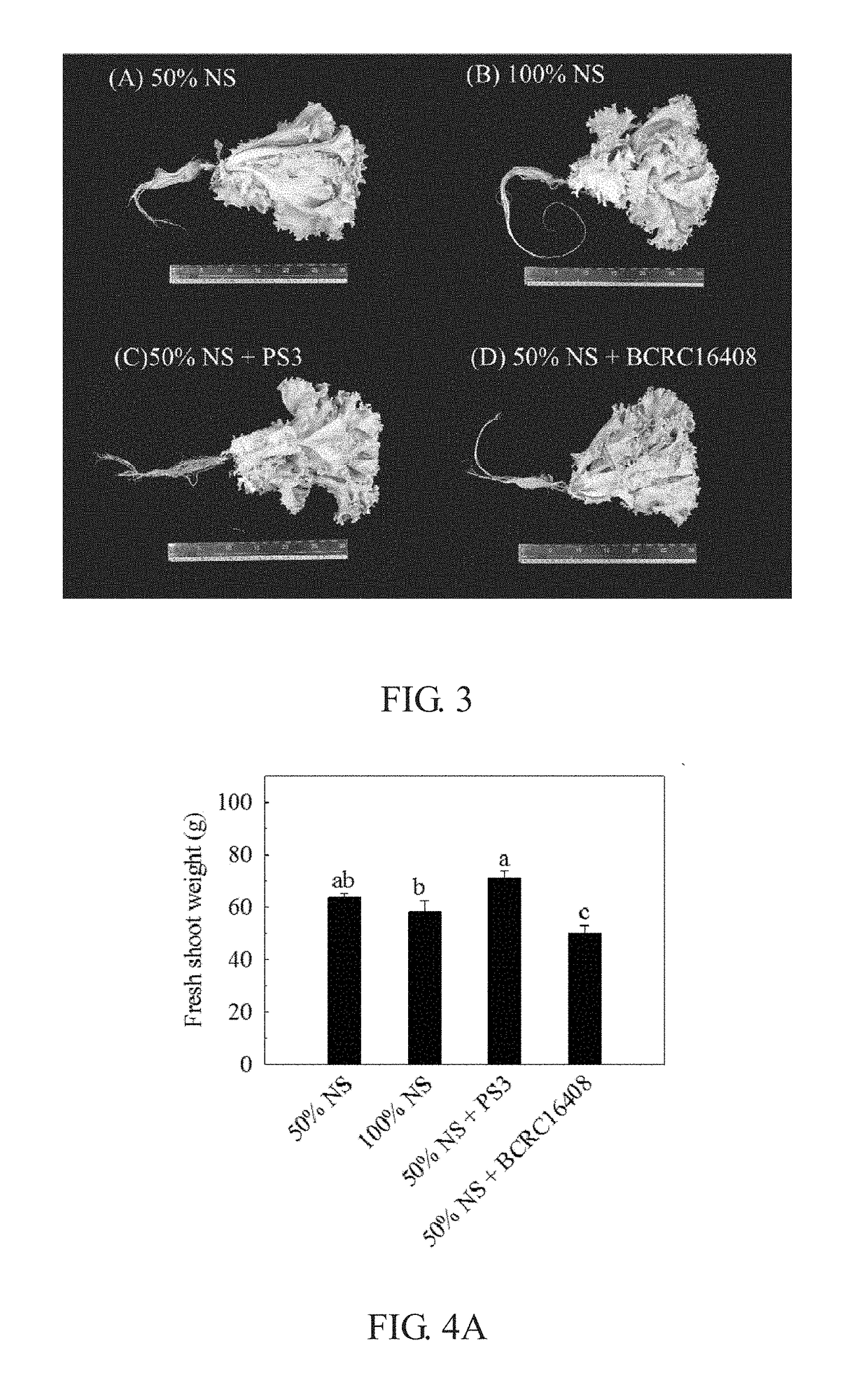 Method of reducing nitrate content in a plant