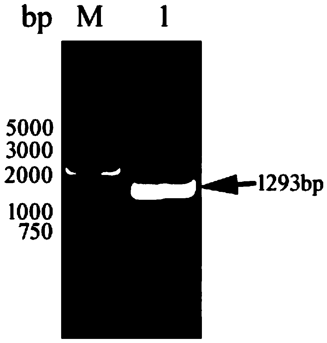 Saccharomyces cerevisiae engineering bacterium for producing rapeseed sterol and construction method and application thereof