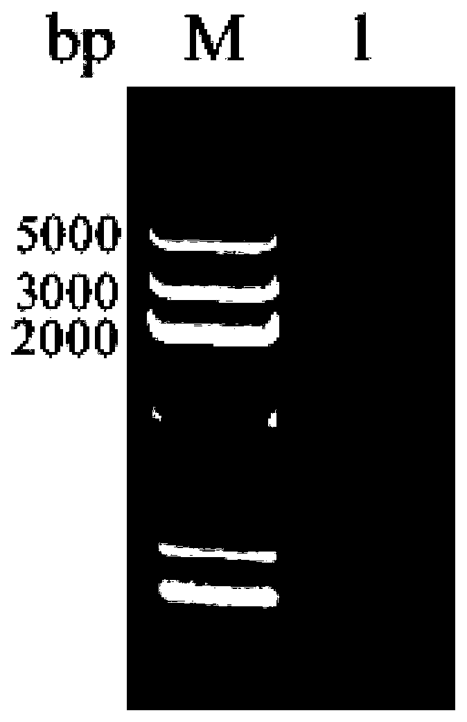 Saccharomyces cerevisiae engineering bacterium for producing rapeseed sterol and construction method and application thereof