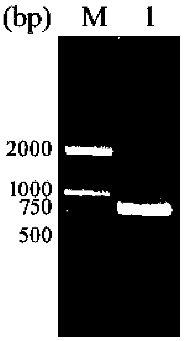 Saccharomyces cerevisiae engineering bacterium for producing rapeseed sterol and construction method and application thereof