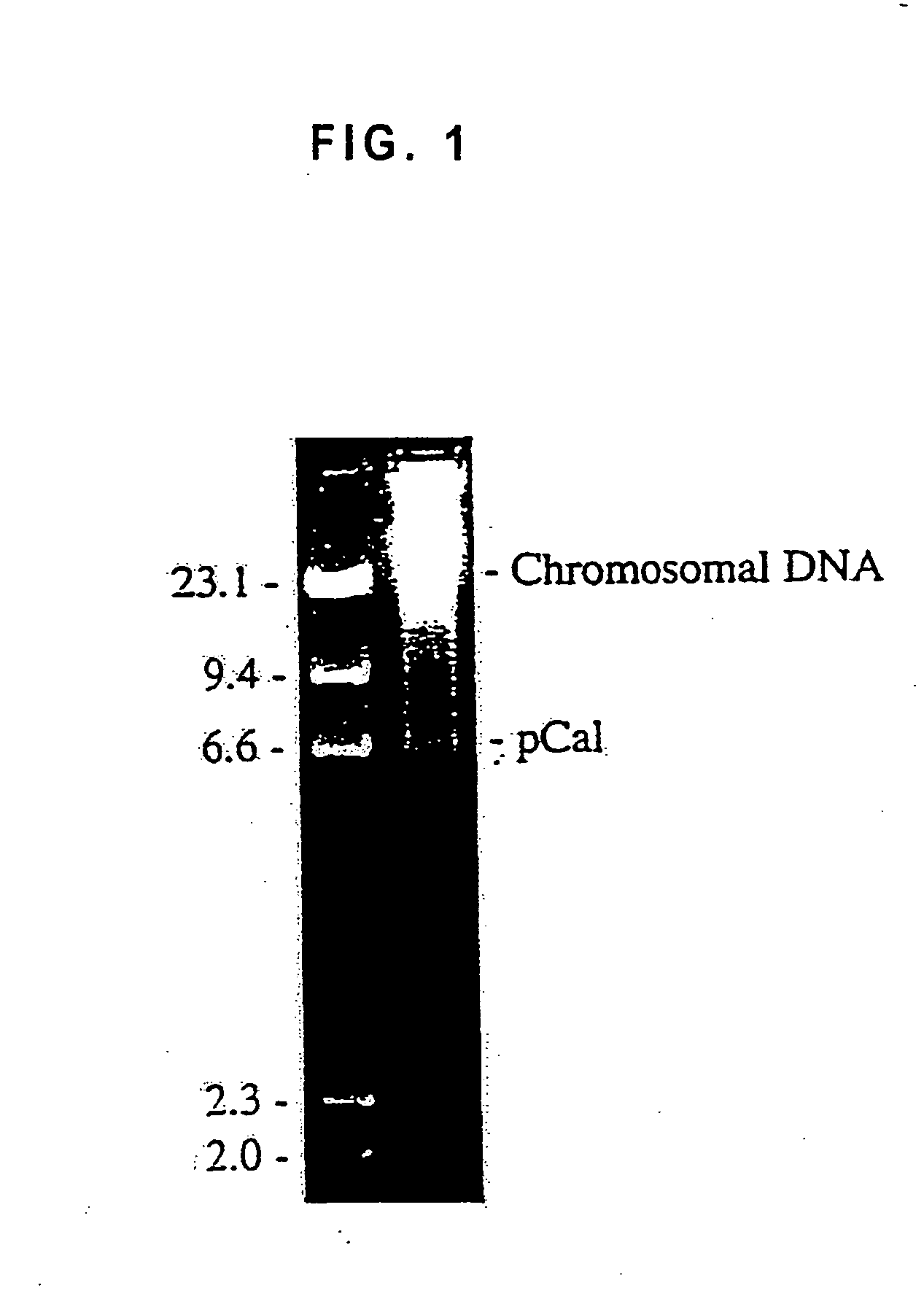 Unusual retrotransposon from the yeast Candida albicans