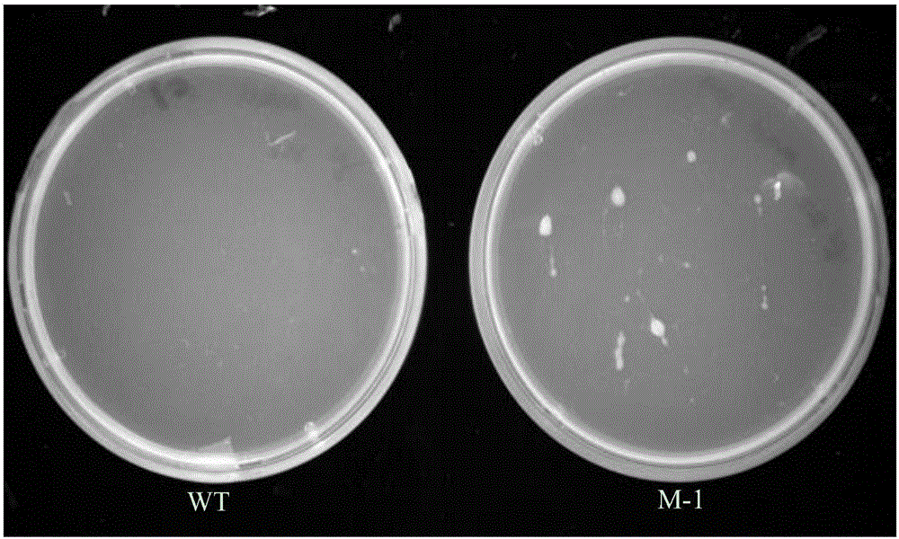 Breeding method for high-growing-capability crypthecodium cohnii mutant algal strain