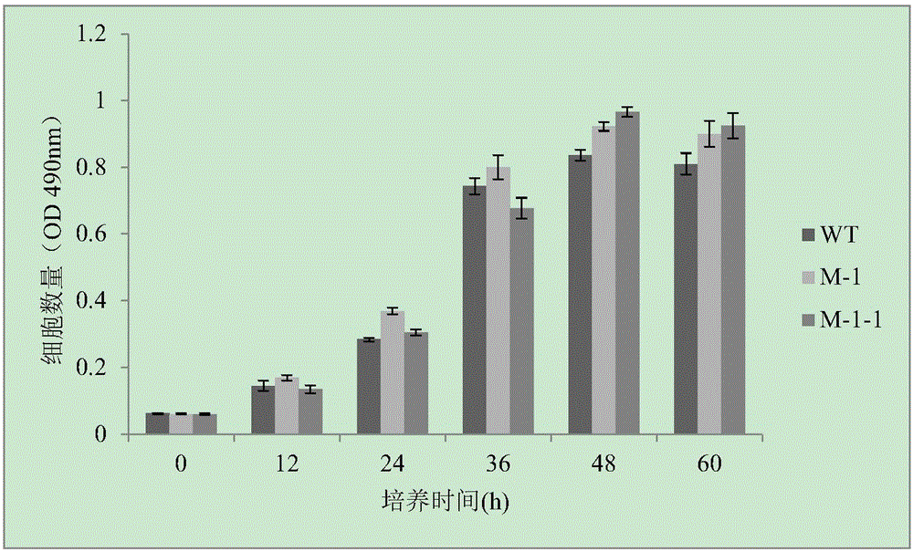 Breeding method for high-growing-capability crypthecodium cohnii mutant algal strain