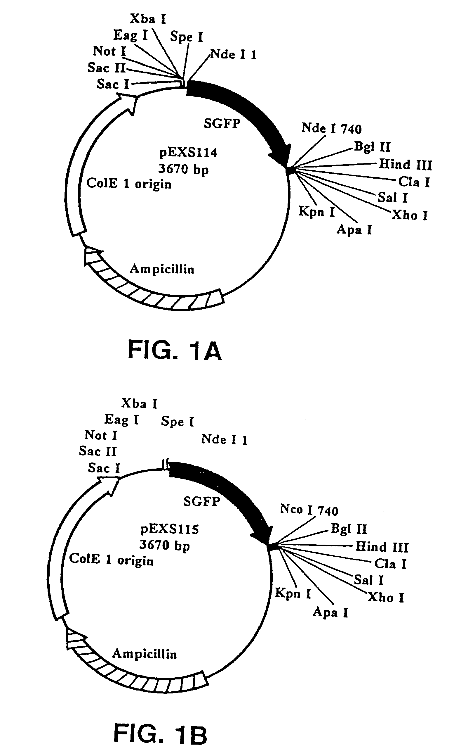 Starch encapsulation