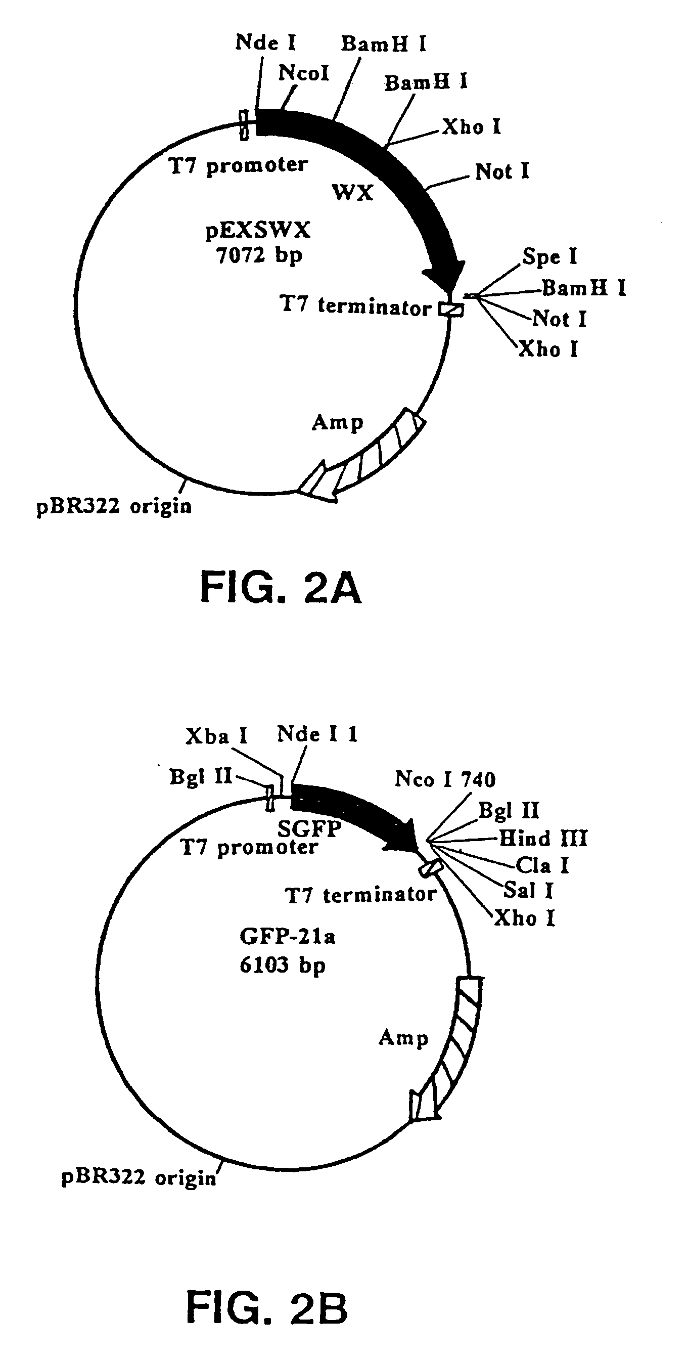 Starch encapsulation