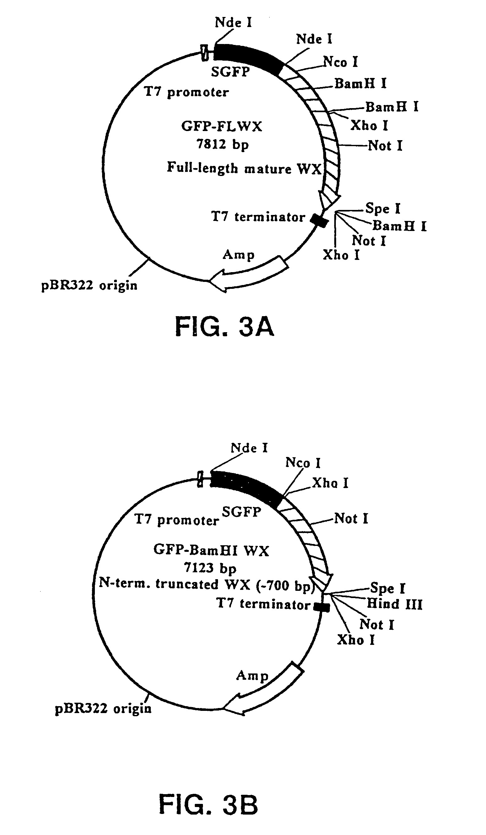 Starch encapsulation