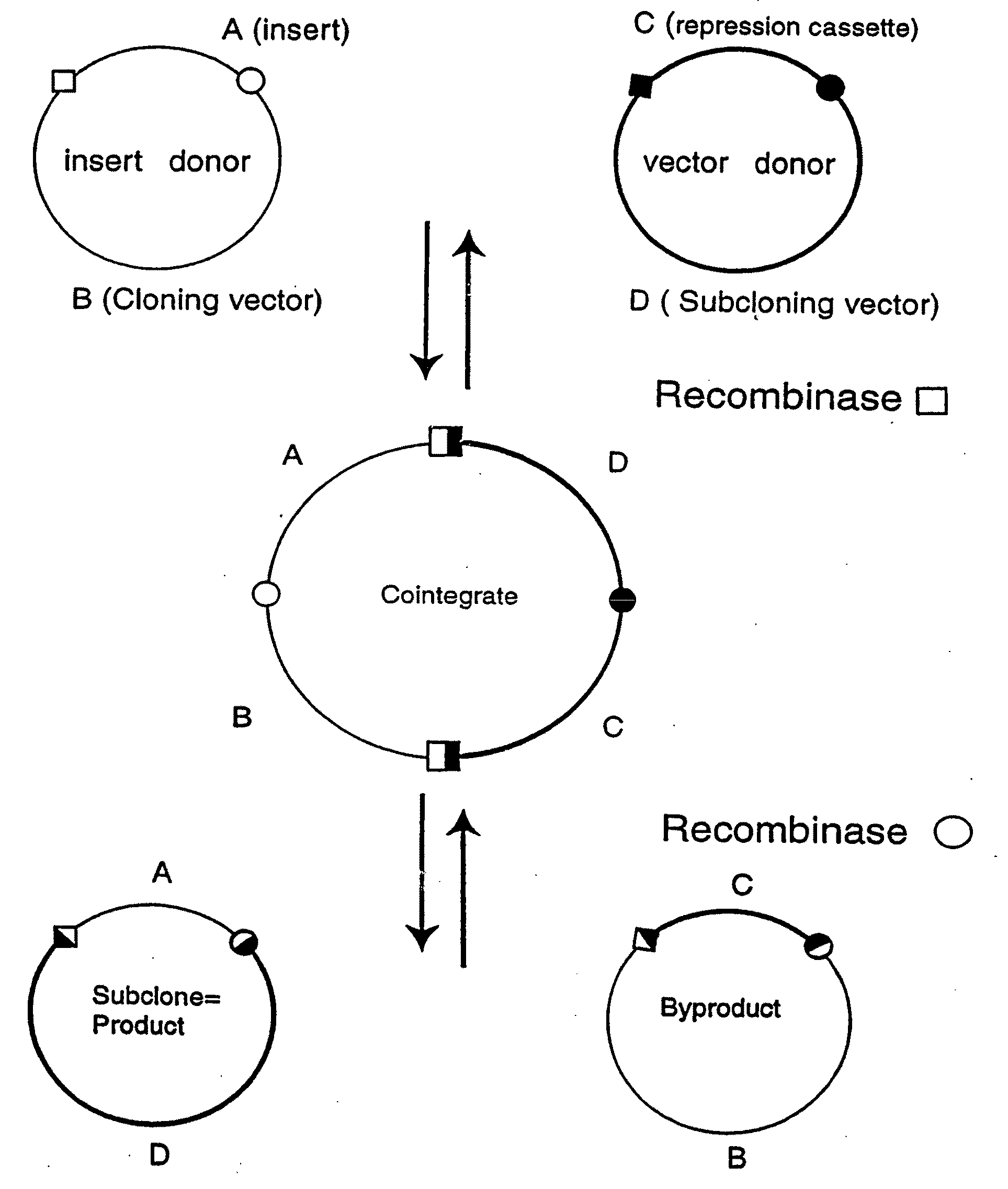 Recombinational cloning using nucleic acids having recombination sites