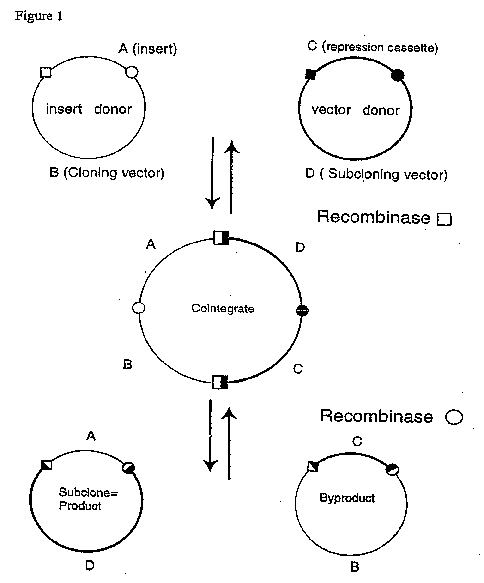 Recombinational cloning using nucleic acids having recombination sites