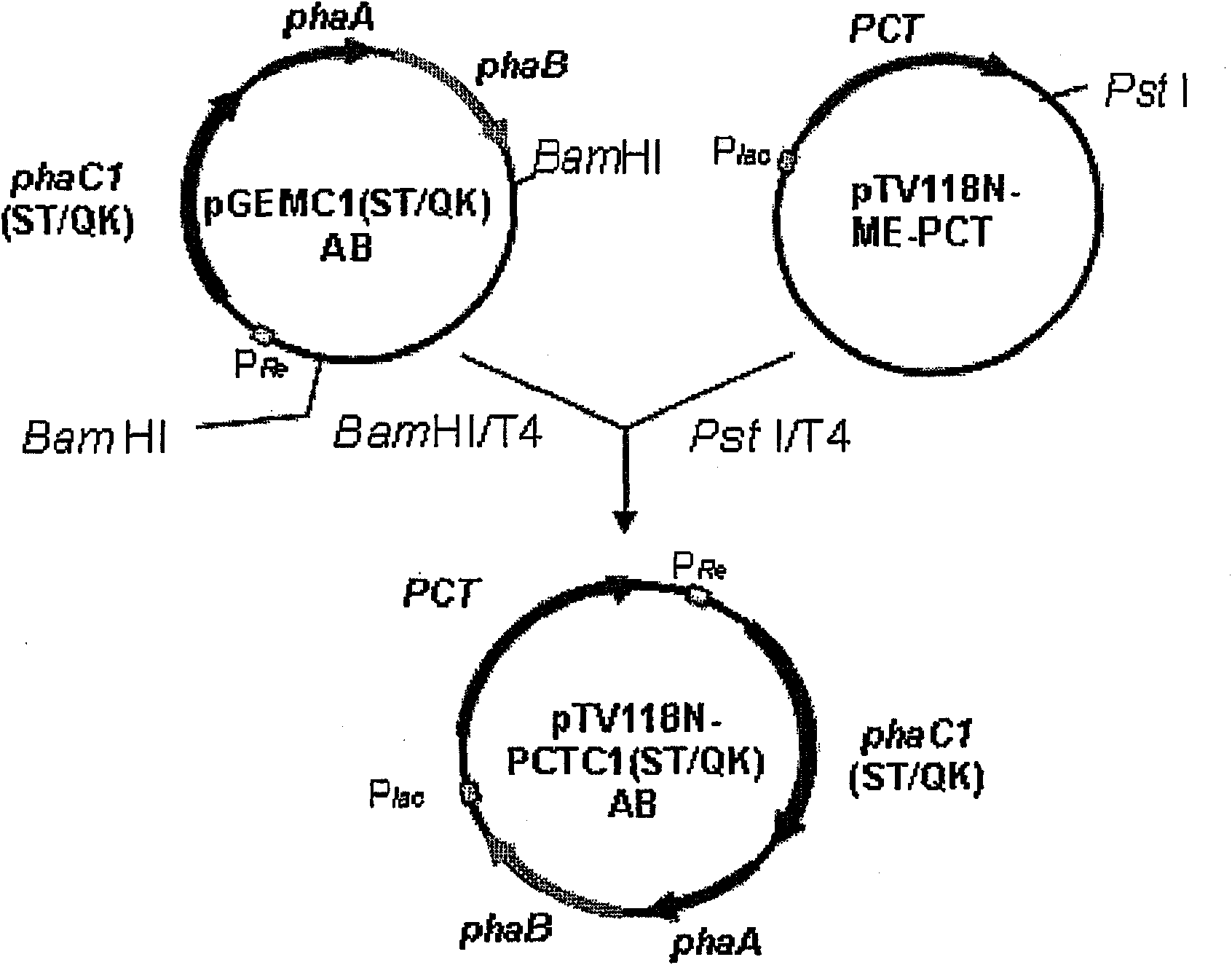 Method for production of polyester copolymer using genetically modified microorganism