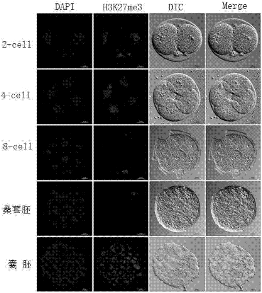 Method for application of H3K27me3 and demethylase KDM6A/B thereof to nuclear transfer reconstructed embryo of mouse