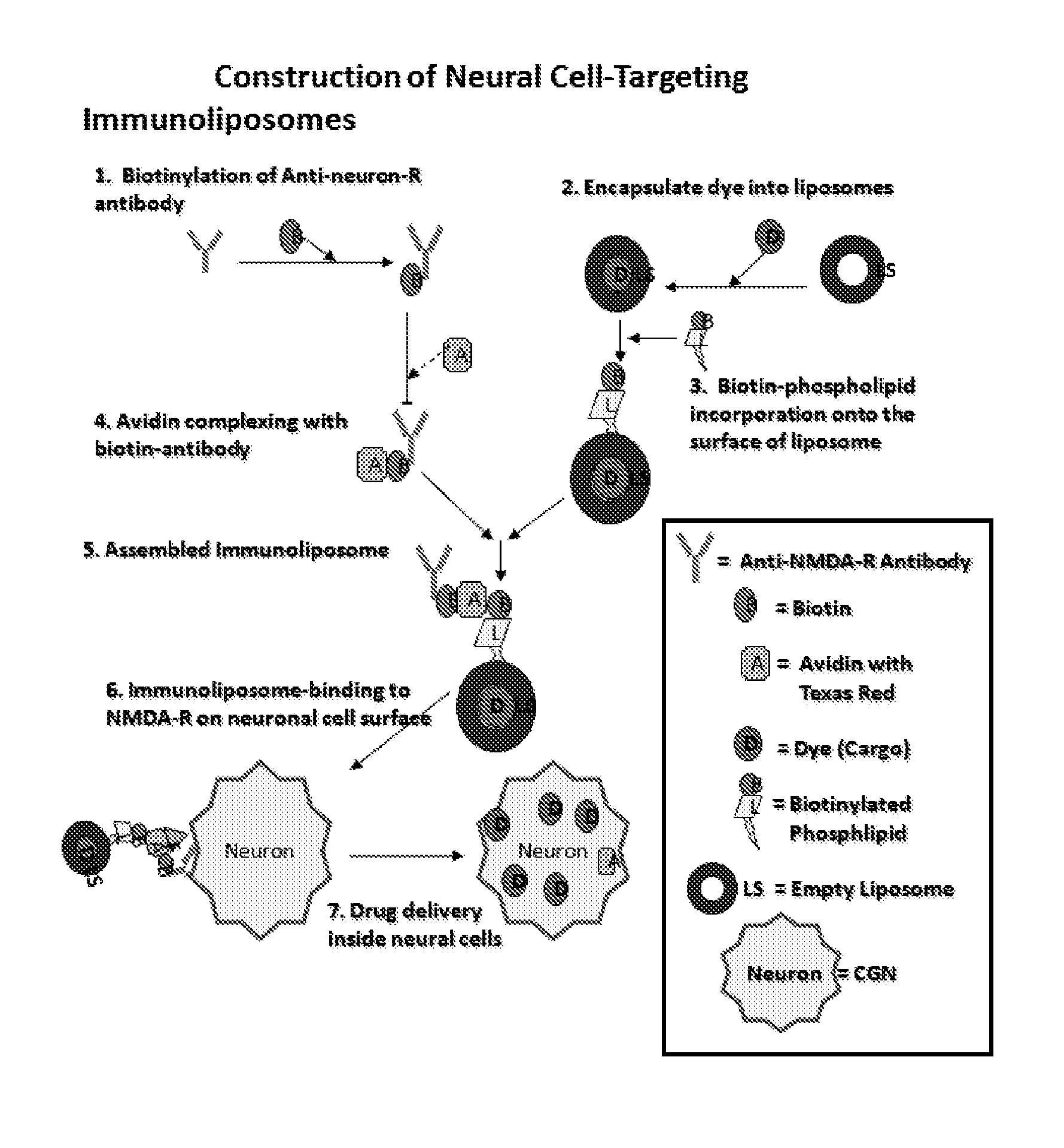 Antibody bound synthetic vesicle containing molecules for deliver to central and peripheral nervous system cells