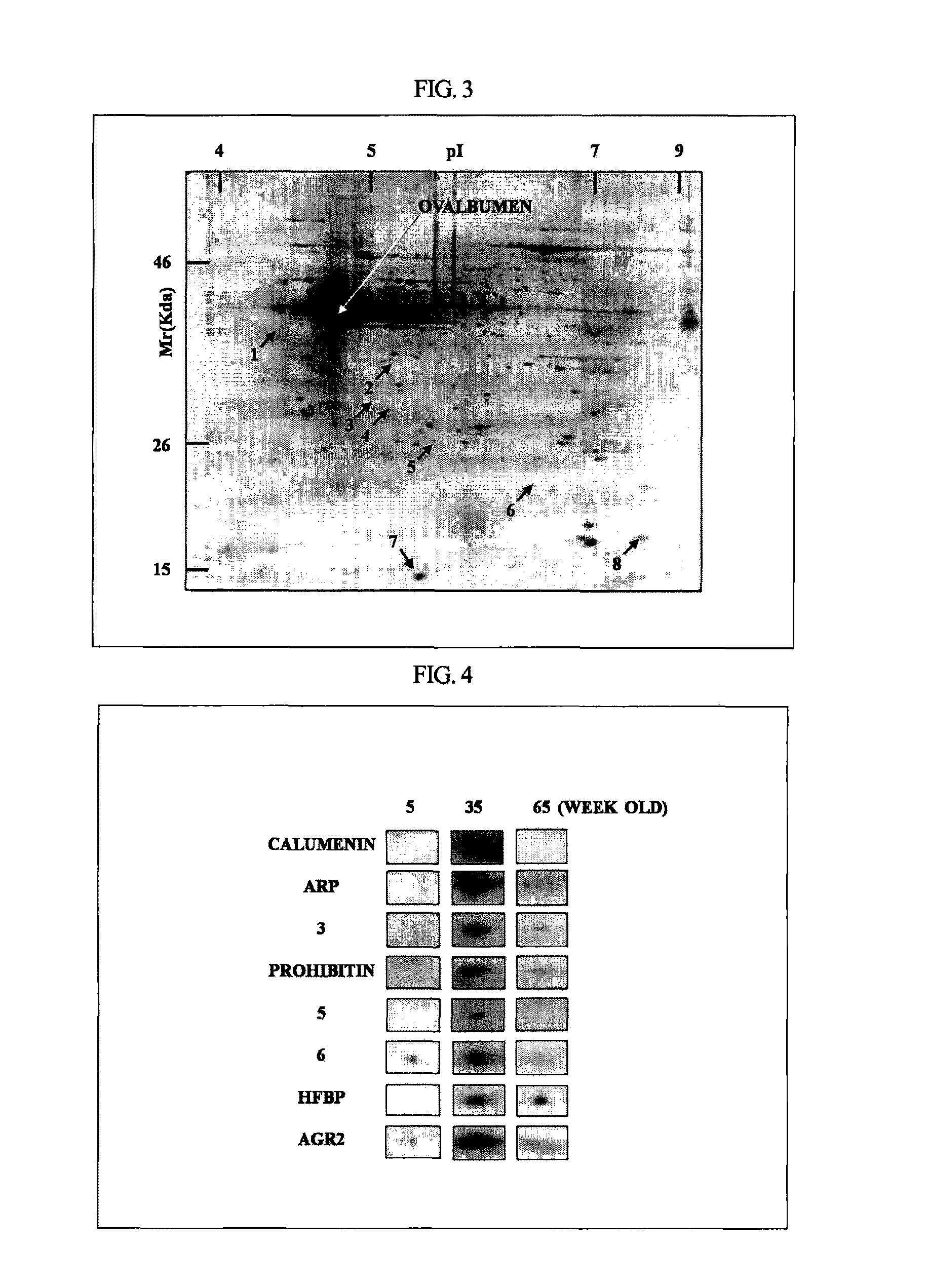 Oviduct specific expression promoter and recombinant expression vector comprising the same