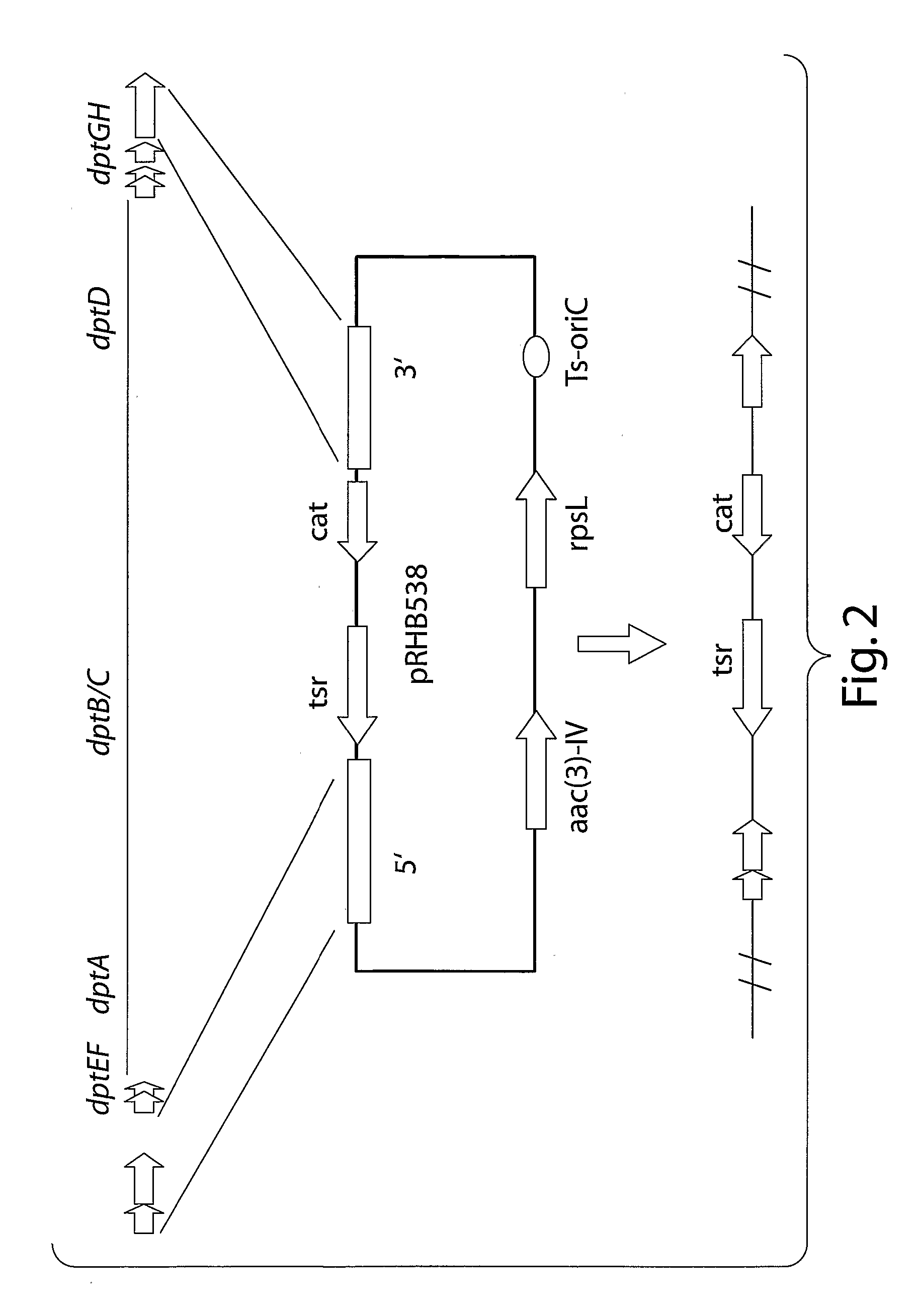 Antiinfective Lipopeptides