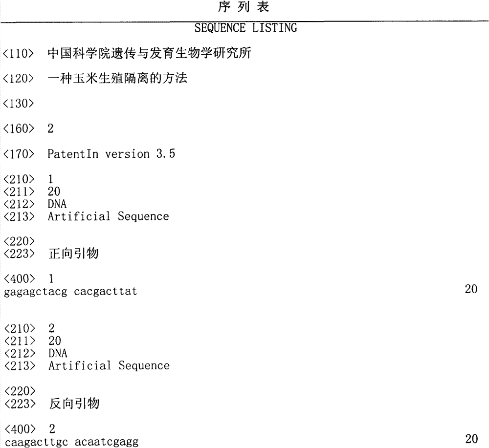 Maize reproductive isolation method