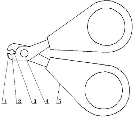 Scissors for removing stamen during peach blossom hybridization