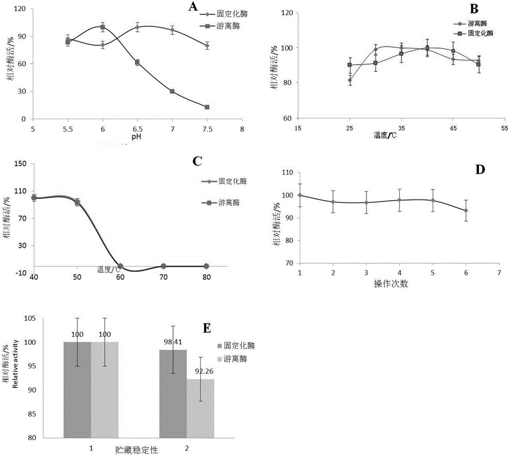 Immobilized Helianthus tuberosus L. fructan excision hydrolytic enzyme and preparation method thereof