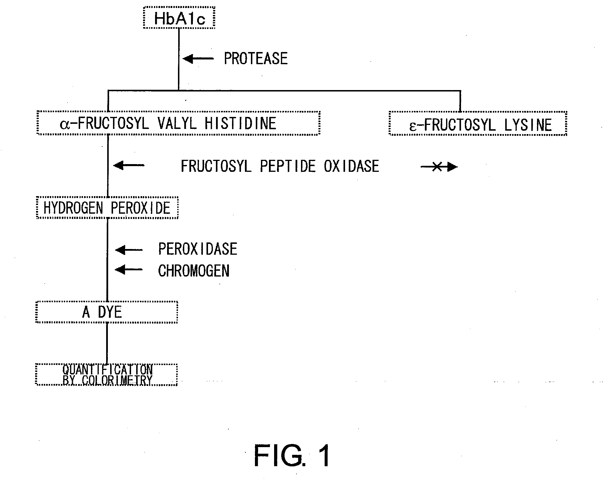 Novel fructosyl peptide oxidase