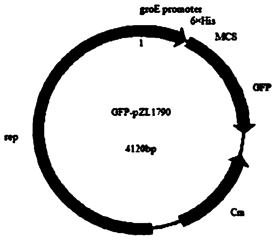 Rough-type brucella with recombinant O-type foot and mouth disease virus VP1 gene and vaccine production method of brucella