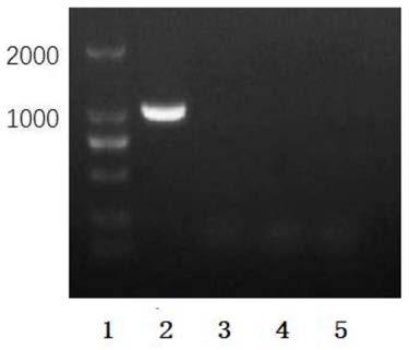 Rough-type brucella with recombinant O-type foot and mouth disease virus VP1 gene and vaccine production method of brucella