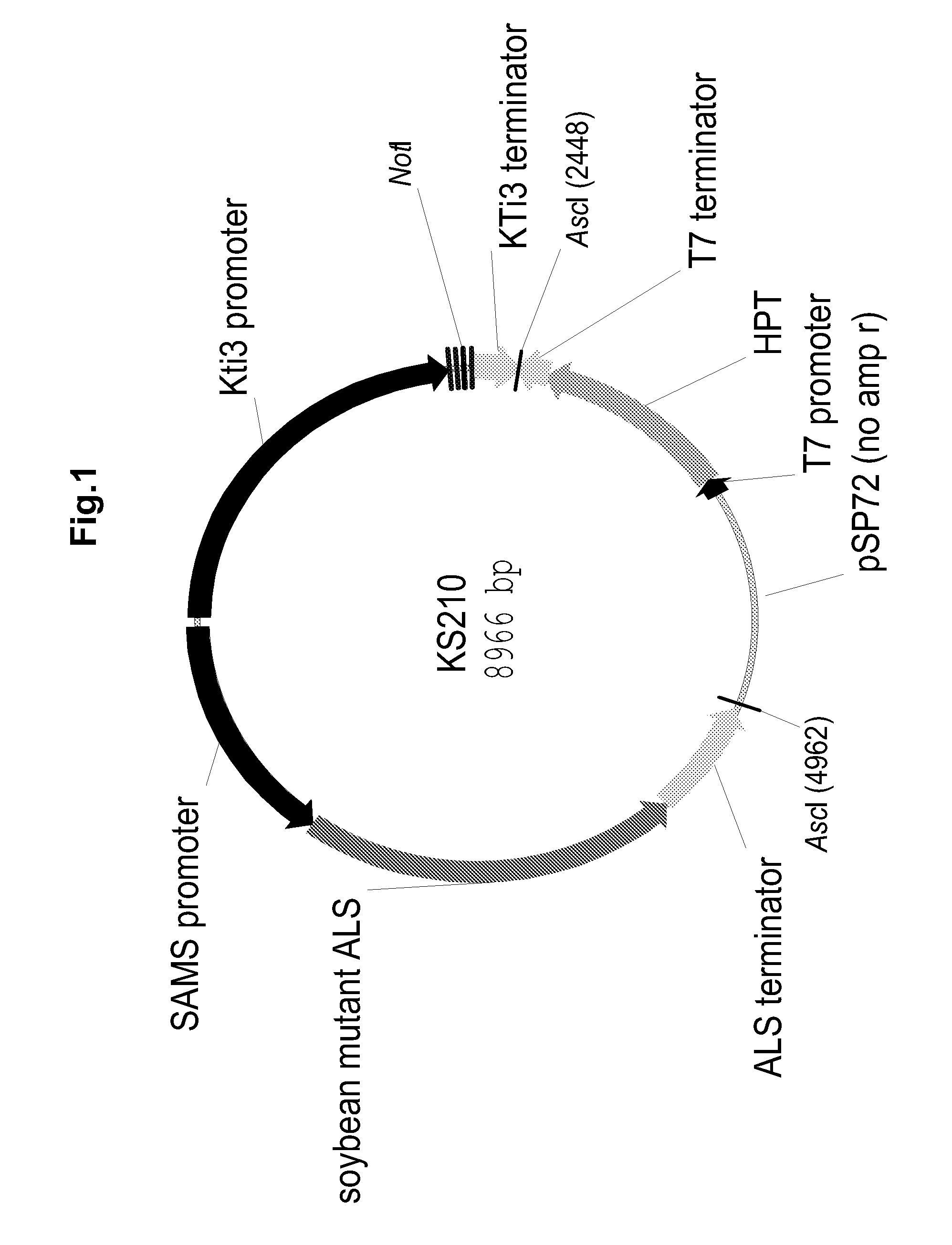 Soy protein products having altered characteristics