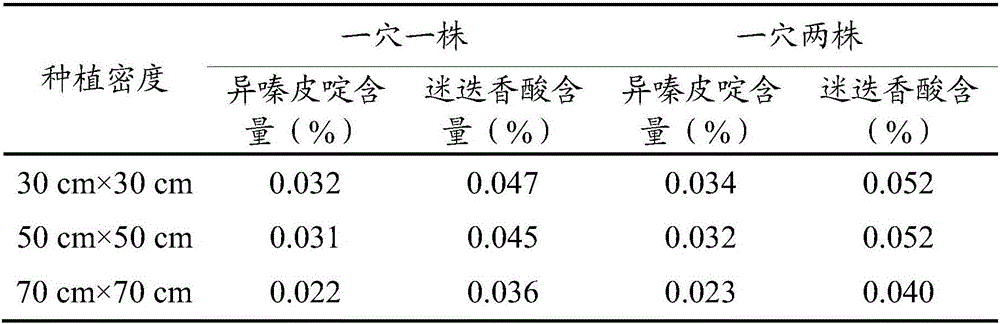 Plantation method of improving Glabrous sarcandra herb yield and index component content