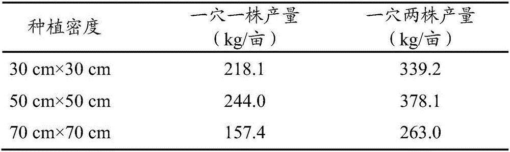 Plantation method of improving Glabrous sarcandra herb yield and index component content