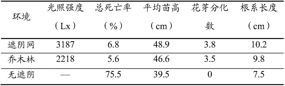 Plantation method of improving Glabrous sarcandra herb yield and index component content