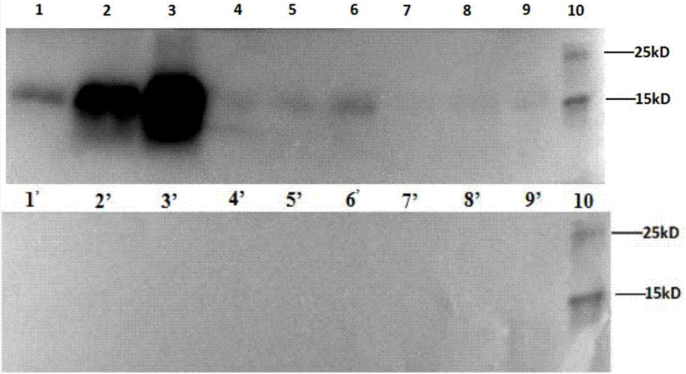 Construction and application of antifreeze peptide expressing food-grade lactobacillus expression system