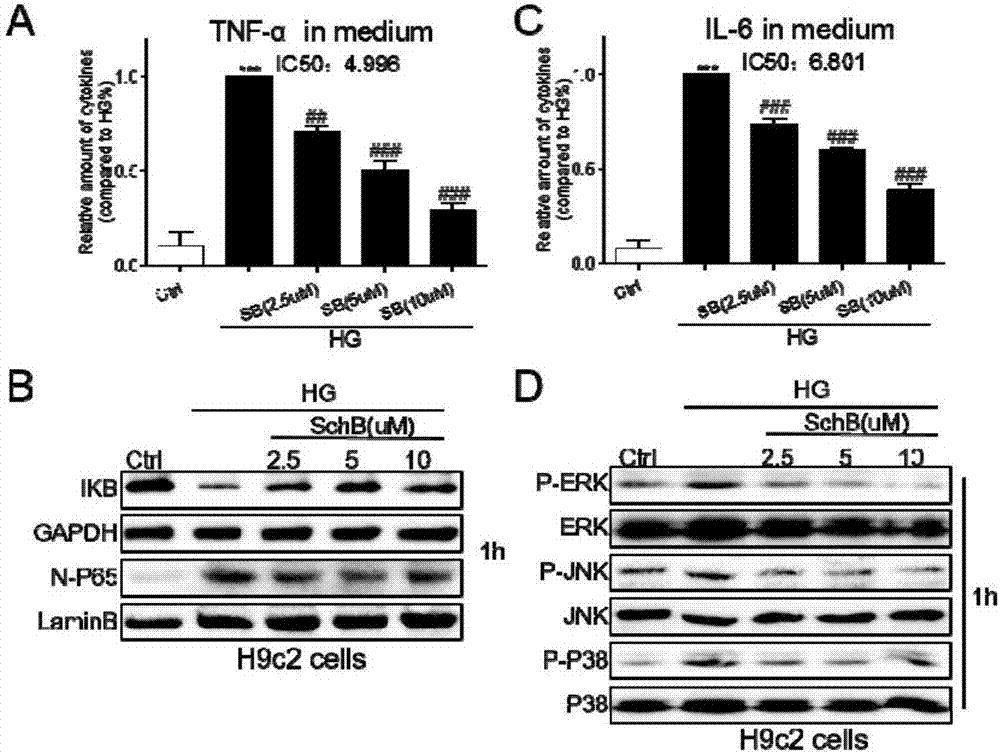 Application of schisandrin B in drug preparation