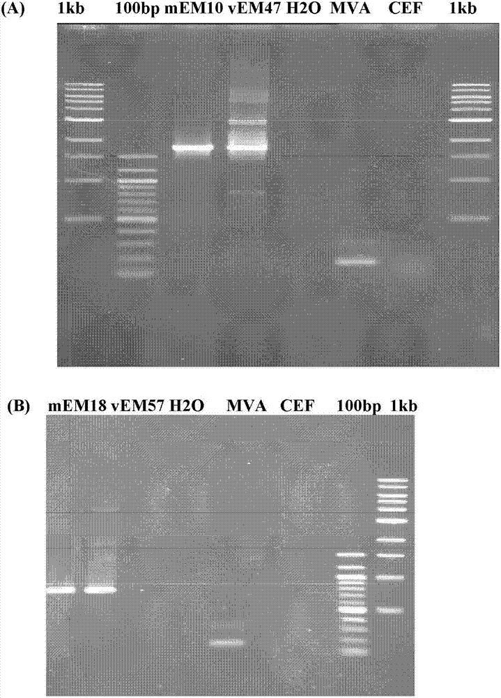 Ectodomains of influenza matrix 2 protein, expression system, and uses thereof