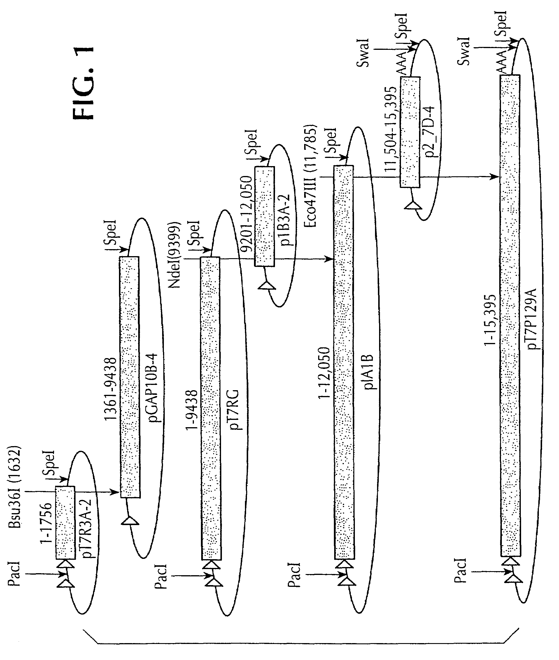 Infectious cDNA clone of North American porcine reproductive and respiratory syndrome (PRRS) virus and uses thereof