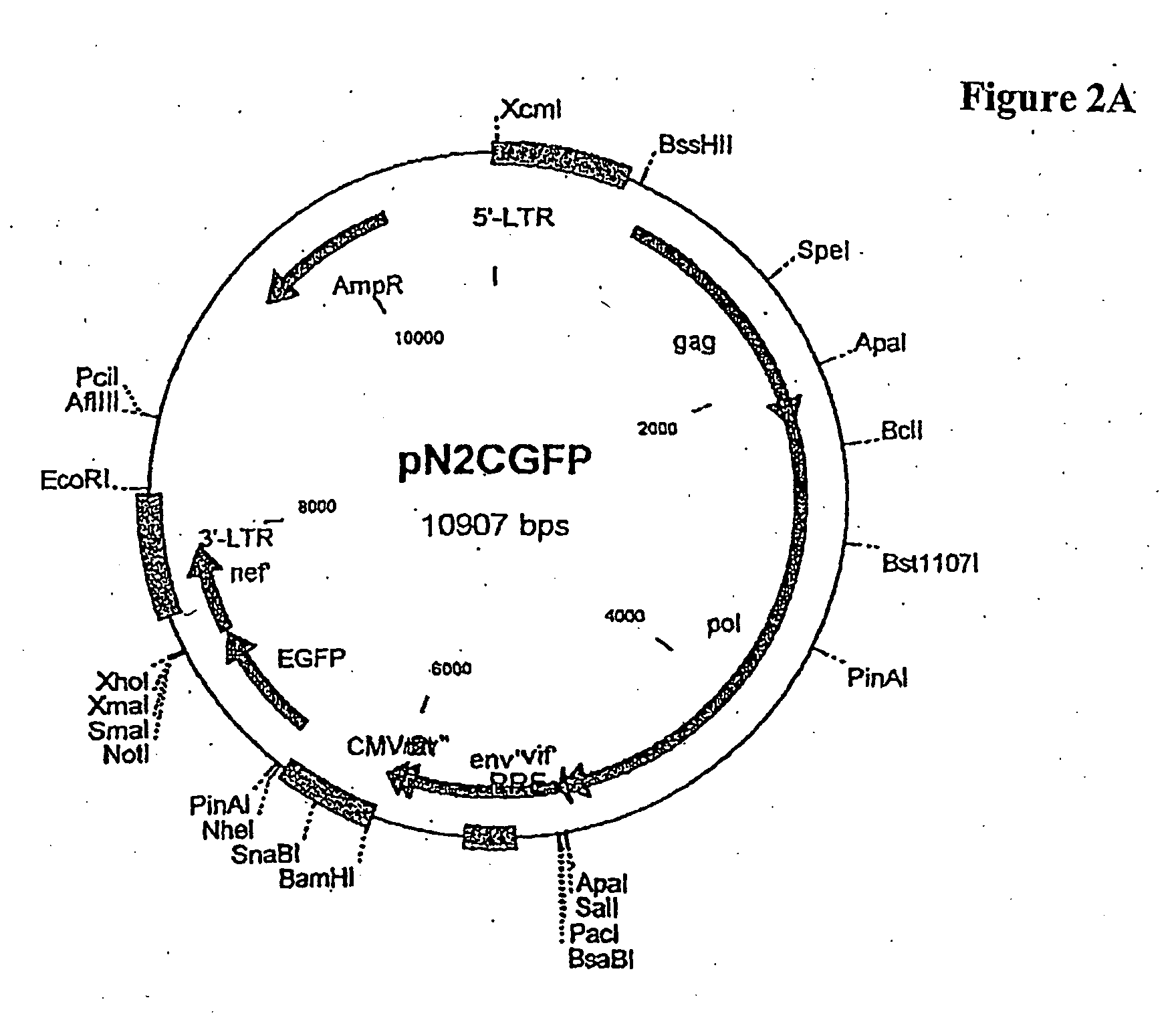 Autologous T Cell Manufacturing Processes