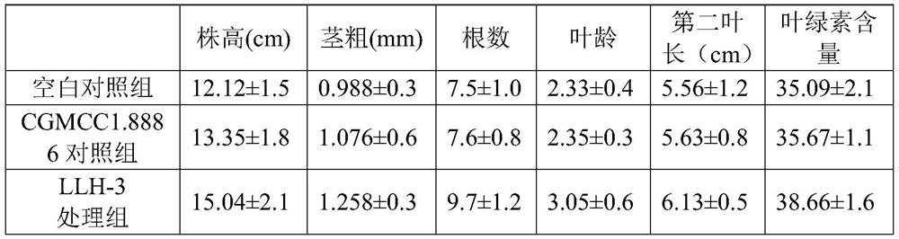 A kind of Bacillus subtilis and its application in agricultural production