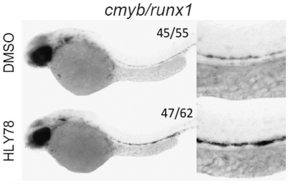 Screening method of drugs influencing classic Wnt signal pathway, and its application