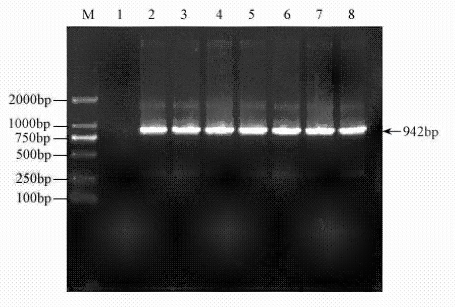 Rice salt stress related gene SIDP364 and coding protein and application thereof