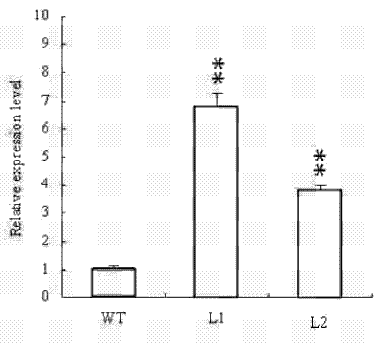 Rice salt stress related gene SIDP364 and coding protein and application thereof