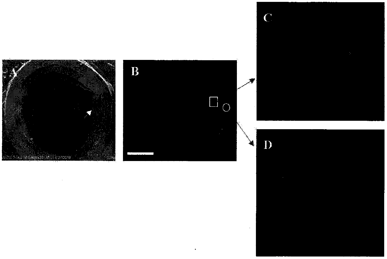 Tissue engineering urethra stent and preparation technology thereof