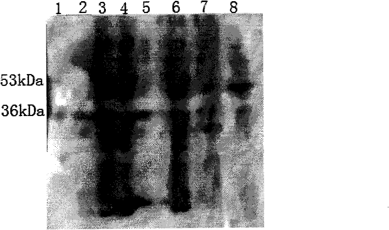 Rhamnose lactobacillus M8, rhamnose lactobacillus SLP and preparation method thereof