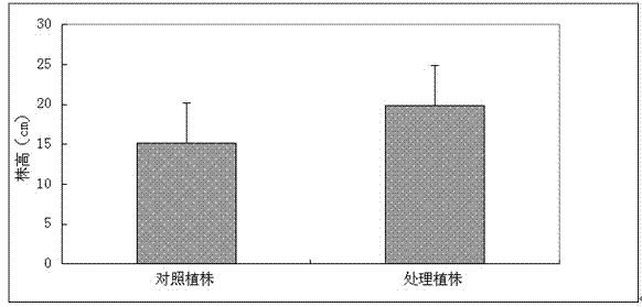 Pennisetum purpureum Schum-derived bacillus megaterium and use thereof