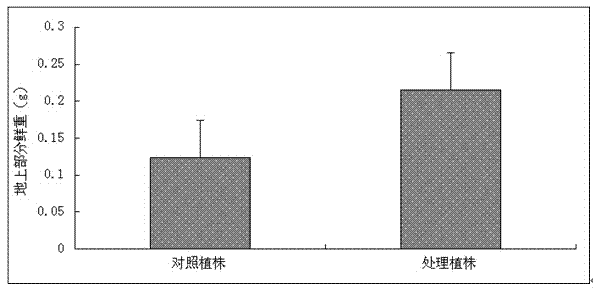 Pennisetum purpureum Schum-derived bacillus megaterium and use thereof