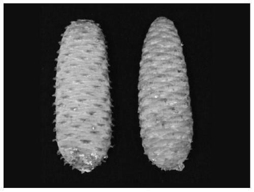 A method for rapid cultivation of Baishanzu fir seedlings through embryo rescue technology