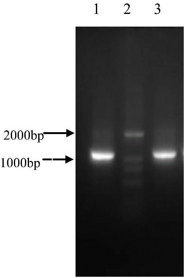 Leucine dehydrogenase mutant, coding gene, vector, engineering bacterium and application thereof