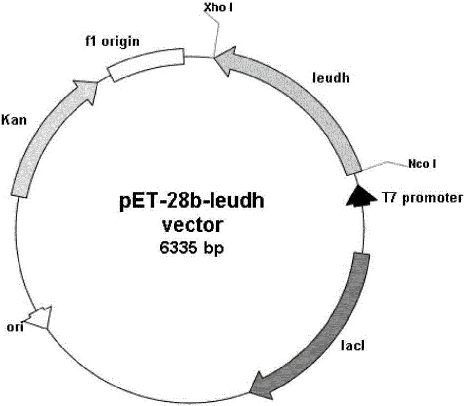 Leucine dehydrogenase mutant, coding gene, vector, engineering bacterium and application thereof