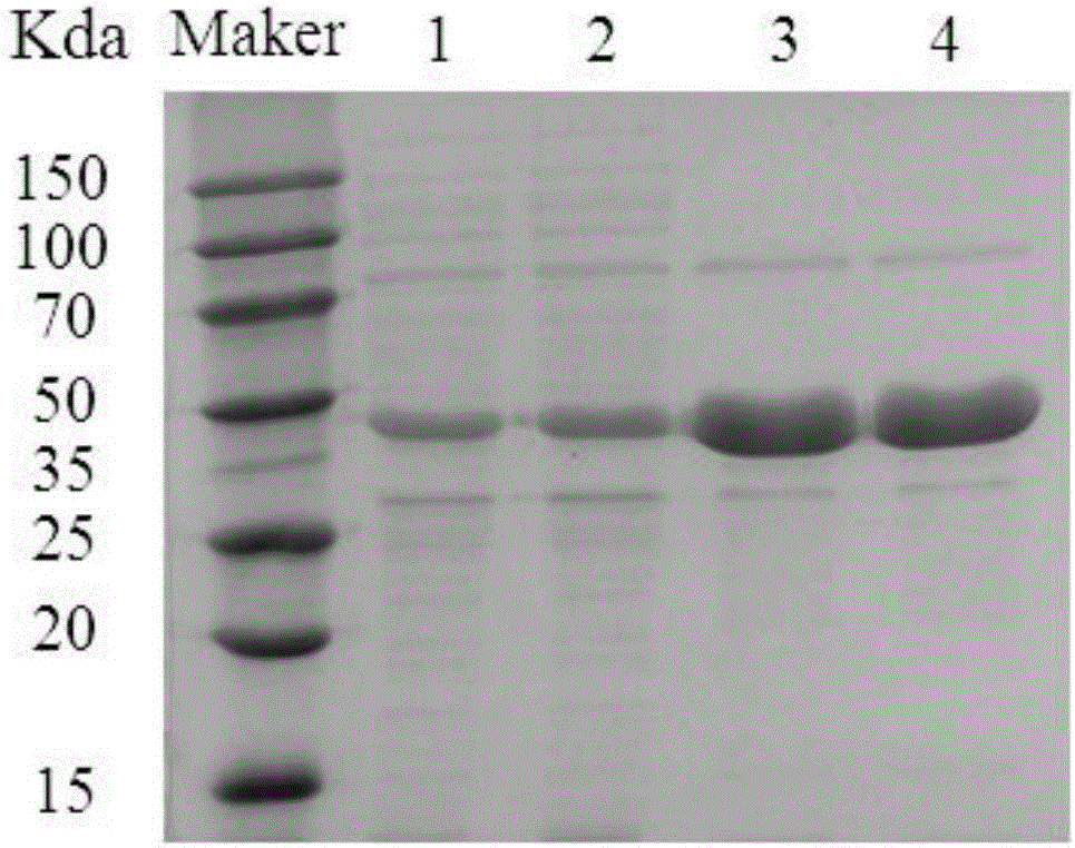 Leucine dehydrogenase mutant, coding gene, vector, engineering bacterium and application thereof