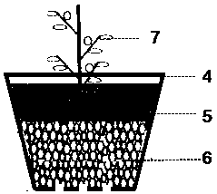 Method for safe over-summering of cress on floating bed